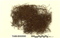 藏品(全緣牛舌苔)的圖片